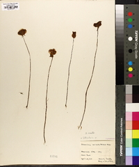 Utricularia cornuta image