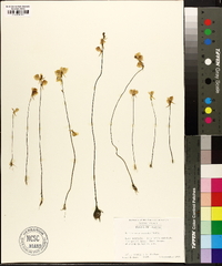 Utricularia cornuta image