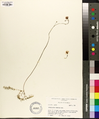 Utricularia gibba image