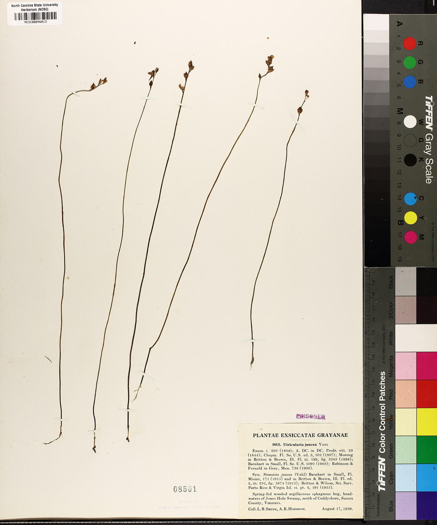 Utricularia juncea image
