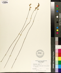 Utricularia juncea image