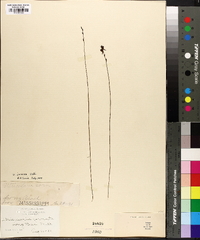 Utricularia cornuta image