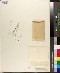 Utricularia subulata image