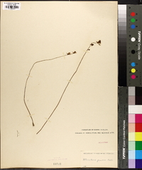 Utricularia juncea image