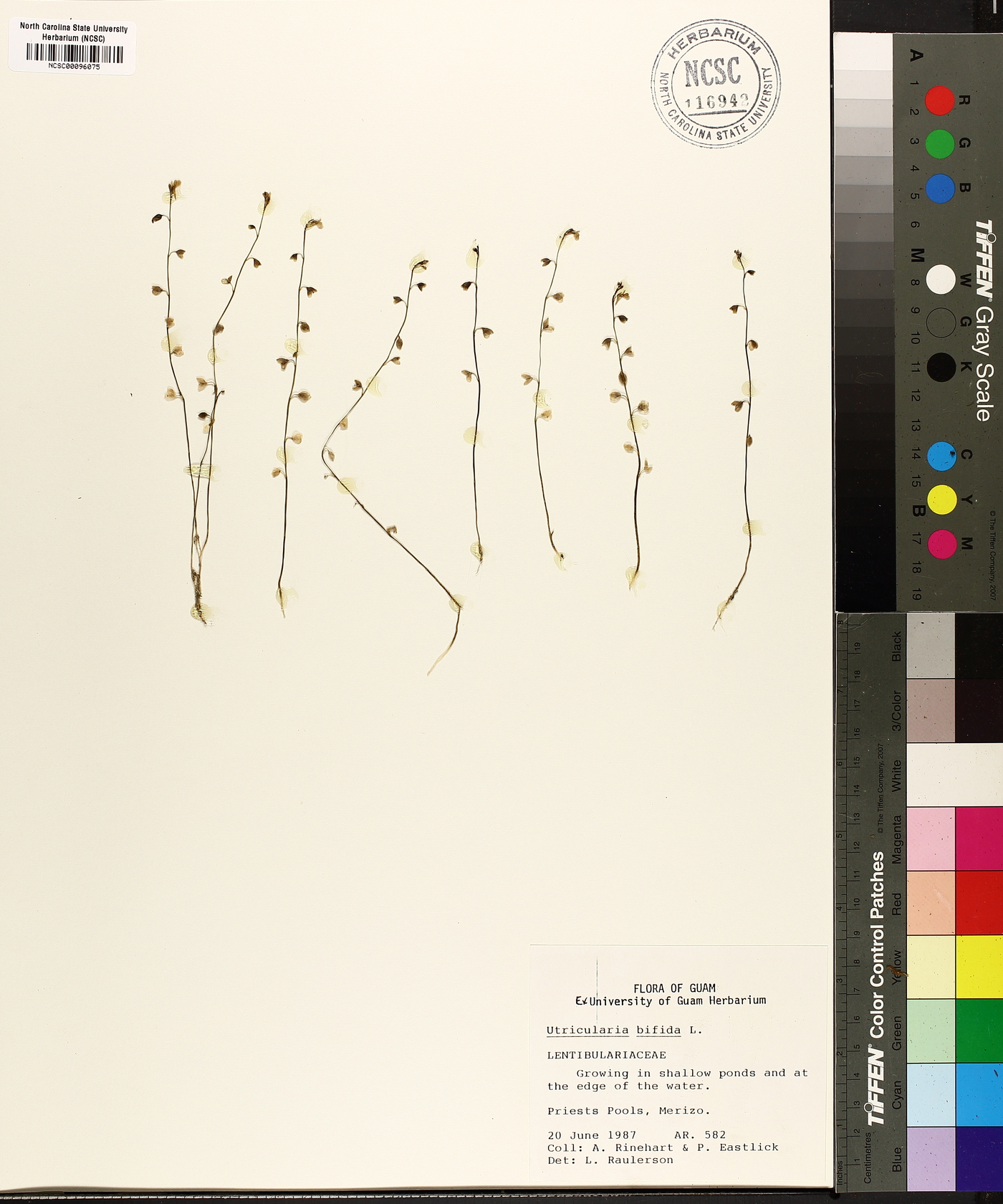 Utricularia bifida image