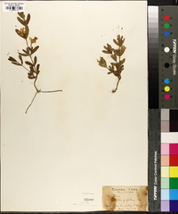 Ruellia oblongifolia image
