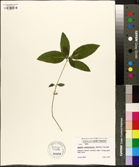 Ruellia caroliniensis image