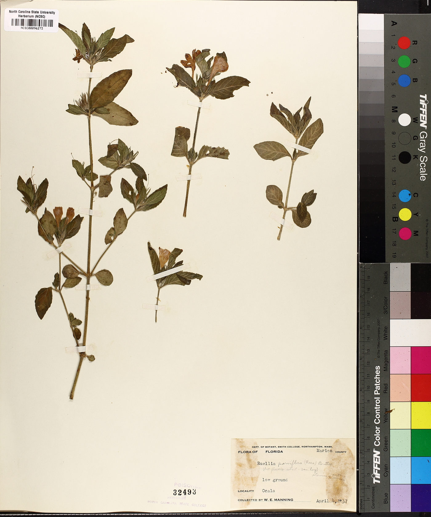Ruellia parviflora image