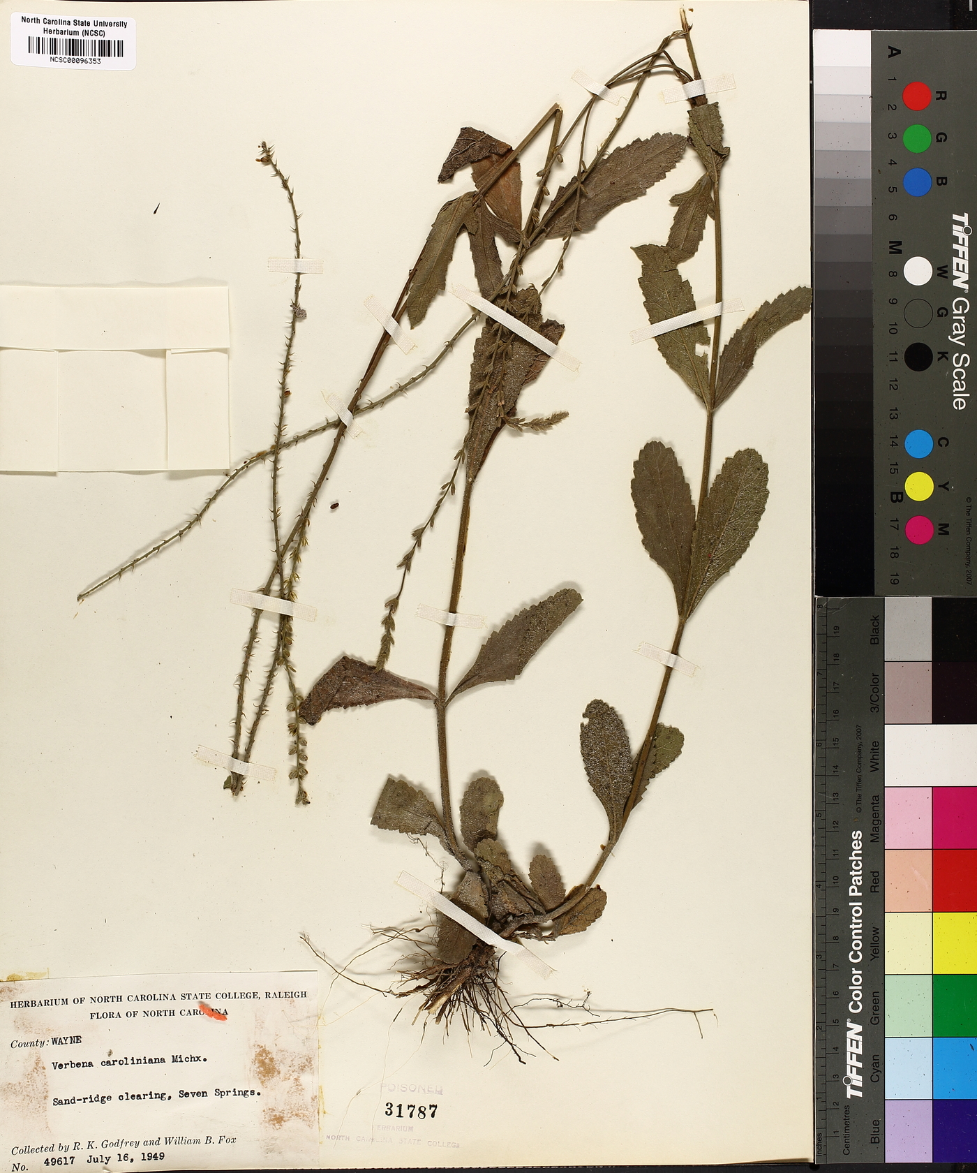 Verbena caroliniana image