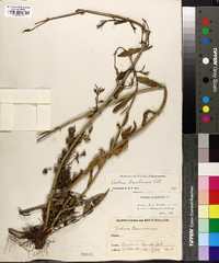 Verbena brasiliensis image