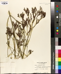 Verbena brasiliensis image