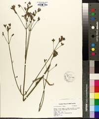 Verbena brasiliensis image