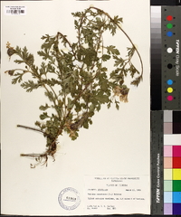 Verbena canadensis image