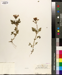 Verbena canadensis image