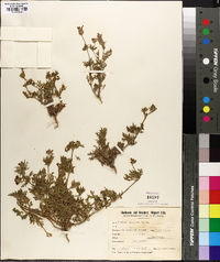 Verbena dissecta image