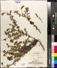 Verbena dissecta image