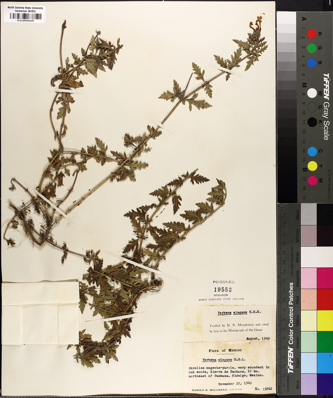 Verbena elegans image