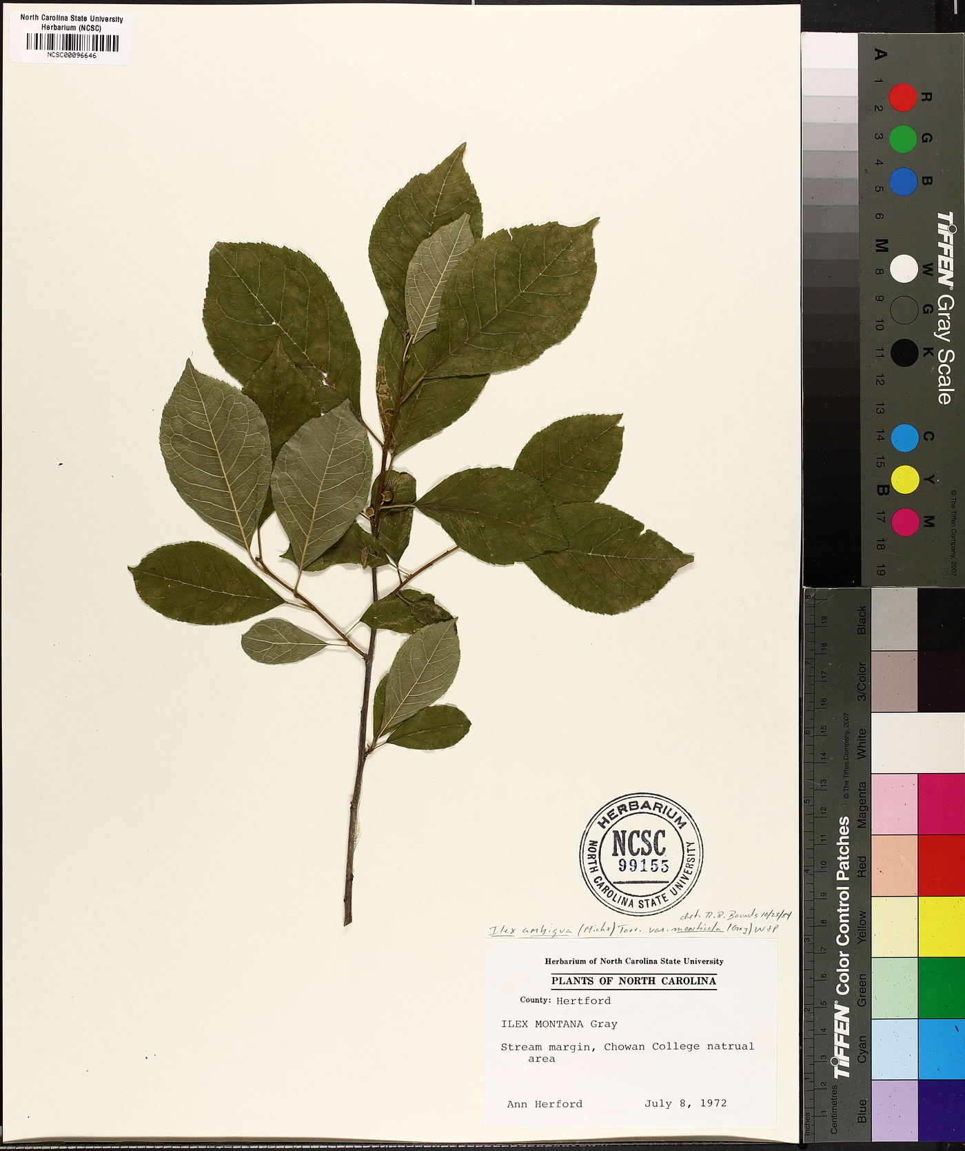 Ilex ambigua image