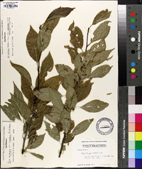 Ilex ambigua image