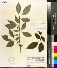 Ilex ambigua image