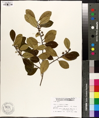 Ilex x attenuata image