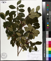 Ilex x attenuata image