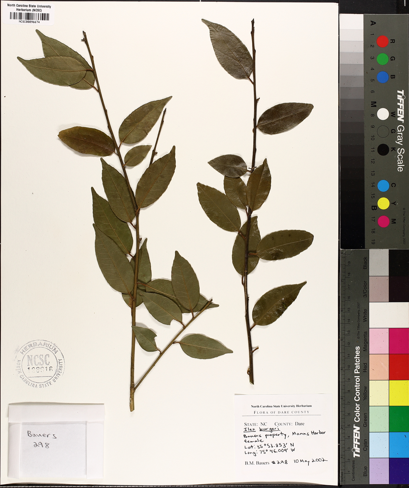 Ilex buergeri image