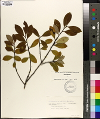 Ilex coriacea image