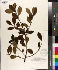 Ilex coriacea image