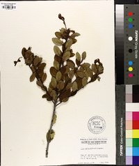 Ilex coriacea image