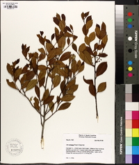 Ilex coriacea image