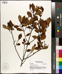 Ilex coriacea image