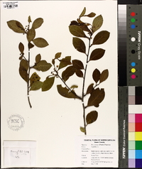 Ilex coriacea image