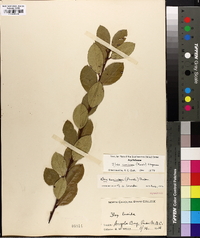 Ilex coriacea image