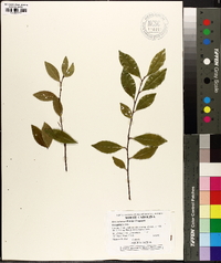 Ilex coriacea image