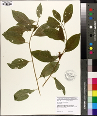 Ilex laevigata image