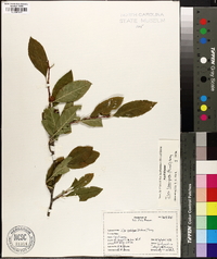 Ilex laevigata image