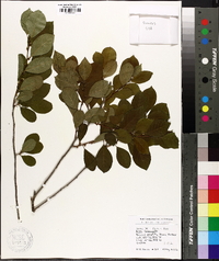 Ilex laevigata image