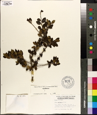 Ilex vomitoria image