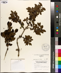 Ilex vomitoria image