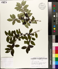 Ilex vomitoria image