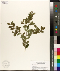 Ilex vomitoria image