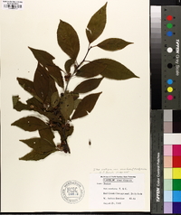 Ilex ambigua image