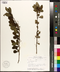 Ilex longipes image