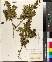 Ilex vomitoria image