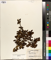 Ilex vomitoria image