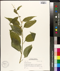 Campanulastrum americanum image