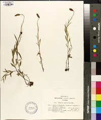 Campanula scheuchzeri image