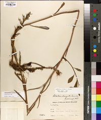 Lobelia elongata image