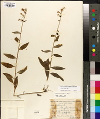 Lobelia elongata image